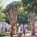 drago_la_laguna